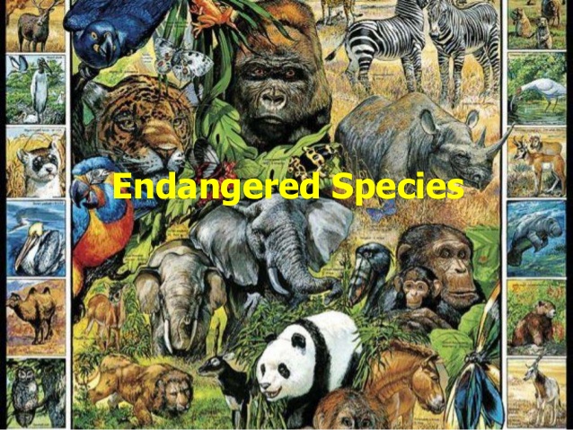 endangered-species-of-india-1-638 | Gk India Today